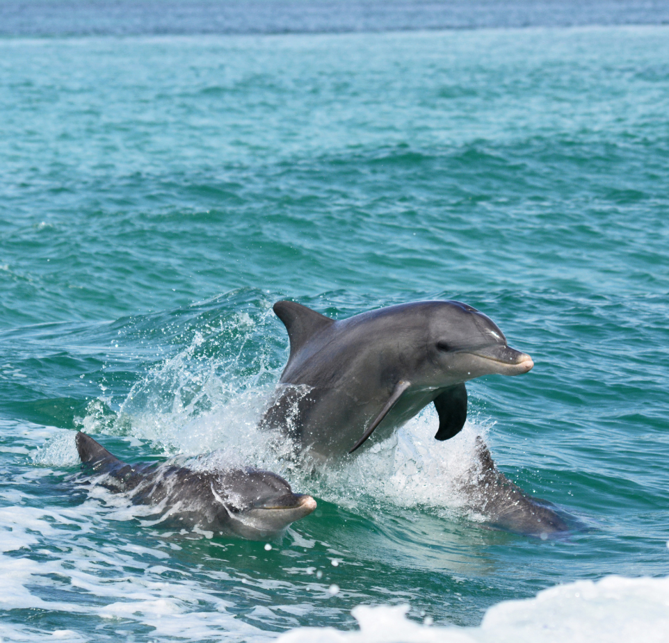 Dolphin Hinchinbrook Island