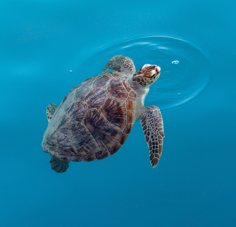 Turtle Hinchinbrook Island